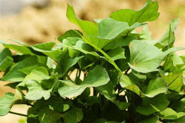 紅薯葉是發(fā)物嗎 不是這個(gè)類(lèi)別 紅薯葉是發(fā)物嗎 不是這個(gè)類(lèi)別