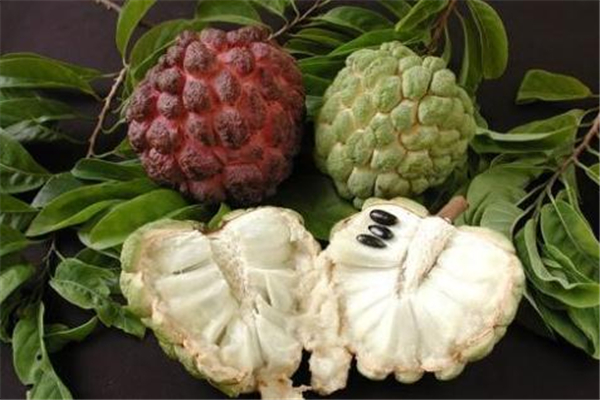 釋迦果軟了才能吃嗎 硬的口感較差 釋迦果軟了才能吃嗎 硬的口感較差