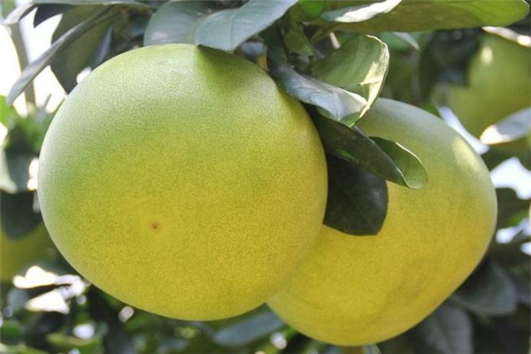 葡萄柚可以空腹吃嗎 對胃部有損害 葡萄柚可以空腹吃嗎 對胃部有損害