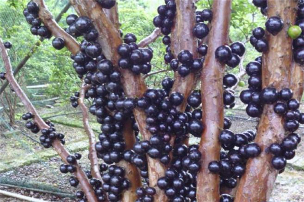 樹(shù)葡萄的籽可以吃嗎 沒(méi)什么影響