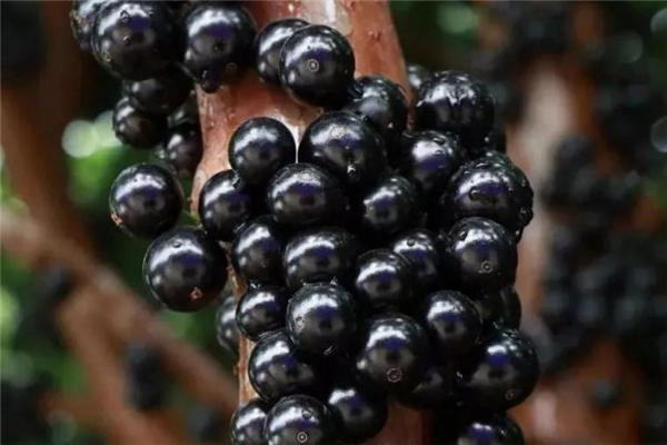 樹(shù)葡萄可以泡酒嗎 味道非常好