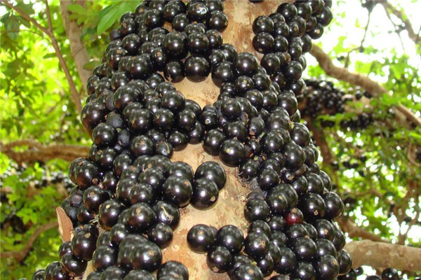 樹(shù)葡萄可以泡酒嗎 味道非常好 樹(shù)葡萄可以泡酒嗎 味道非常好