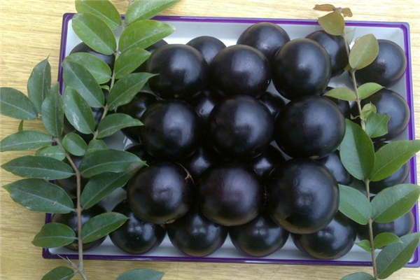樹(shù)葡萄為什么這么貴 運(yùn)輸很困難 樹(shù)葡萄為什么這么貴 運(yùn)輸很困難
