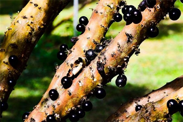 樹(shù)葡萄為什么這么貴 運(yùn)輸很困難 樹(shù)葡萄為什么這么貴 運(yùn)輸很困難