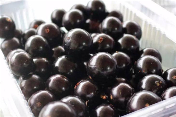 樹(shù)葡萄為什么這么貴 運(yùn)輸很困難 樹(shù)葡萄為什么這么貴 運(yùn)輸很困難