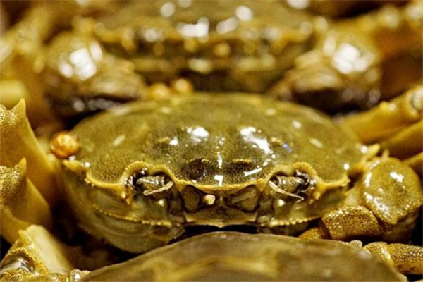 醉蟹可以放多久 存放環(huán)境很關(guān)鍵 醉蟹可以放多久 存放環(huán)境很關(guān)鍵