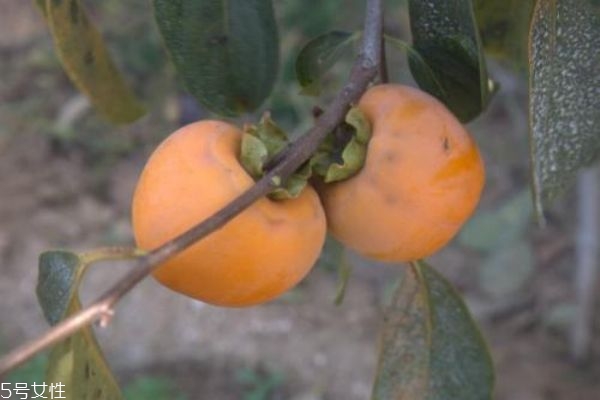 如何辨別柿子是否成熟 柿子和香蕉不能同吃