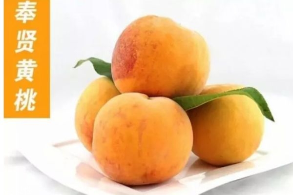 黃桃哪里產(chǎn)的好吃 黃桃怎么挑選 黃桃哪里產(chǎn)的好吃 黃桃怎么挑選
