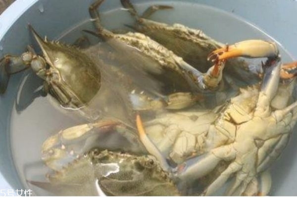 三門青蟹的營養(yǎng)價(jià)值 三門青蟹和越南青蟹的區(qū)別 三門青蟹的營養(yǎng)價(jià)值 三門青蟹和越南青蟹的區(qū)別