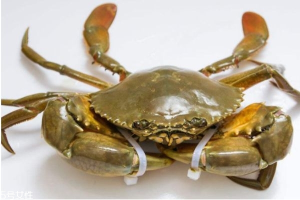 三門青蟹怎么挑選 青蟹判斷是否鮮活小訣竅 三門青蟹怎么挑選 青蟹判斷是否鮮活小訣竅