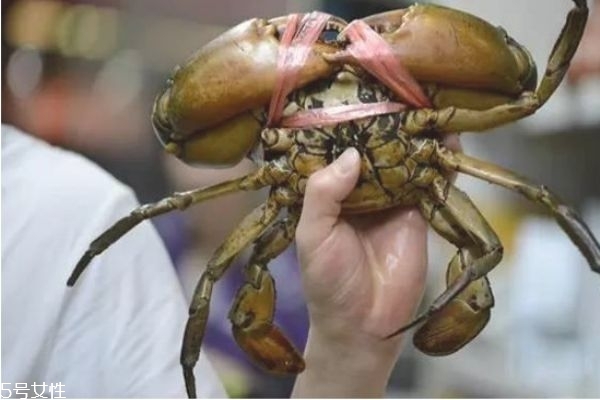 三門青蟹的營養(yǎng)價(jià)值 三門青蟹和越南青蟹的區(qū)別 三門青蟹的營養(yǎng)價(jià)值 三門青蟹和越南青蟹的區(qū)別