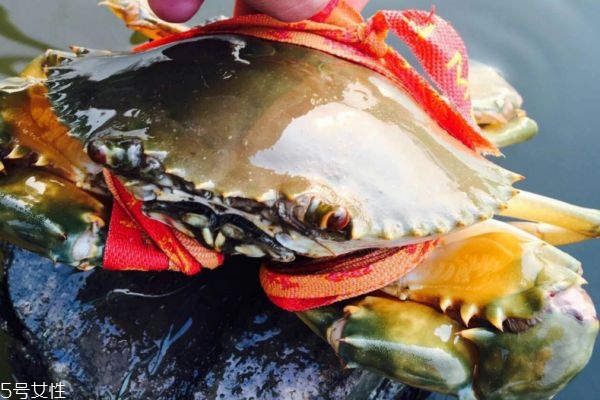 青蟹里面黑色膏能吃嗎 吃螃蟹的禁忌 青蟹里面黑色膏能吃嗎 吃螃蟹的禁忌