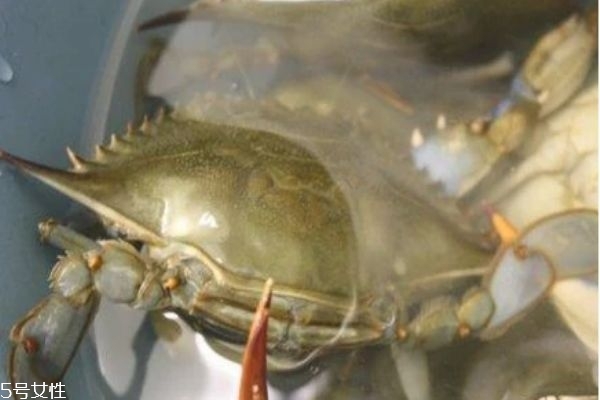 三門青蟹是海蟹嗎 三門青蟹和陽澄湖大閘蟹的區(qū)別 三門青蟹是海蟹嗎 三門青蟹和陽澄湖大閘蟹的區(qū)別