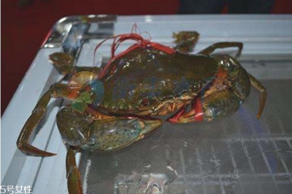 三門青蟹怎么挑選 青蟹判斷是否鮮活小訣竅 三門青蟹怎么挑選 青蟹判斷是否鮮活小訣竅