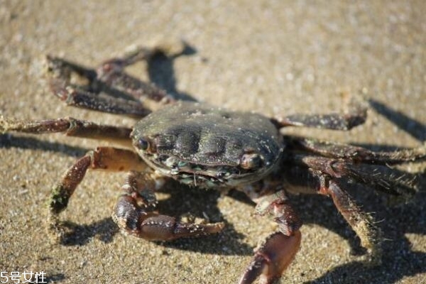 三門青蟹怎么做好吃 三門青蟹的做法 三門青蟹怎么做好吃 三門青蟹的做法