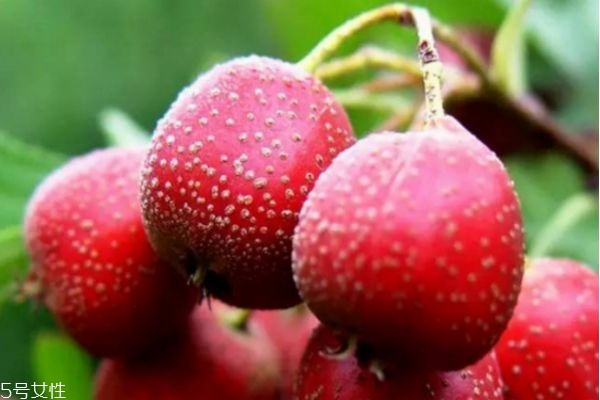 冬季泡什么水喝比較好 冬天用什么泡水喝最好 冬季泡什么水喝比較好 冬天用什么泡水喝最好