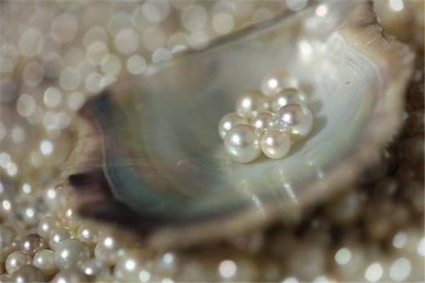 御木本和tasaki哪個(gè)好 各有各的優(yōu)勢 御木本和tasaki哪個(gè)好 各有各的優(yōu)勢