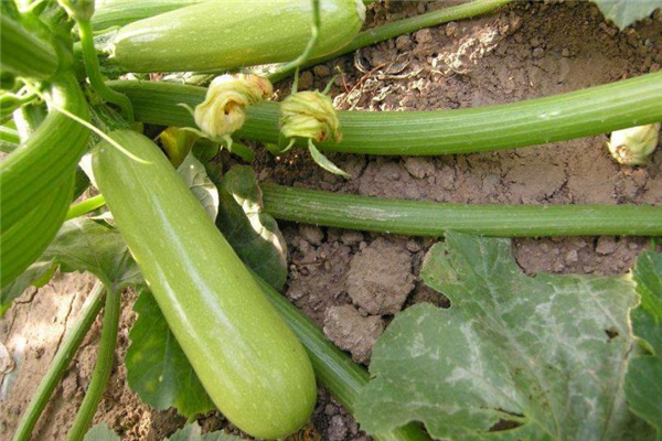 西葫蘆可以放冰箱嗎 有利于保鮮 西葫蘆可以放冰箱嗎 有利于保鮮