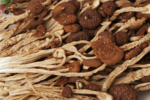 哺乳期能吃茶樹菇嗎 對身體很好 哺乳期能吃茶樹菇嗎 對身體很好