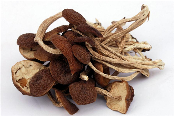 哺乳期能吃茶樹菇嗎 對身體很好 哺乳期能吃茶樹菇嗎 對身體很好