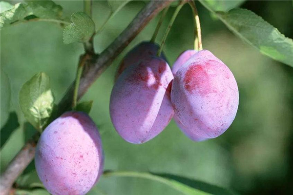 西梅和牛油果能一起吃嗎 讓口感更好 西梅和牛油果能一起吃嗎 讓口感更好
