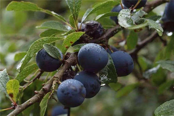 西梅和螃蟹能一起吃嗎 會(huì)影響消化 西梅和螃蟹能一起吃嗎 會(huì)影響消化