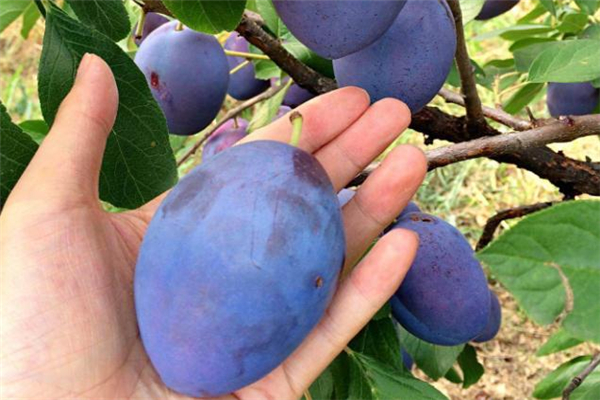 西梅和螃蟹能一起吃嗎 會(huì)影響消化 西梅和螃蟹能一起吃嗎 會(huì)影響消化