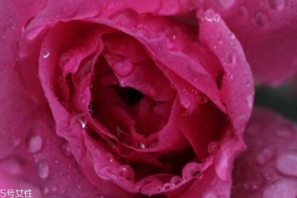 玫瑰水和爽膚水的區(qū)別 玫瑰水適合的膚質(zhì) 玫瑰水和爽膚水的區(qū)別 玫瑰水適合的膚質(zhì)