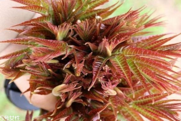 香椿不能和什么一起吃 香椿的家常做法 香椿不能和什么一起吃 香椿的家常做法