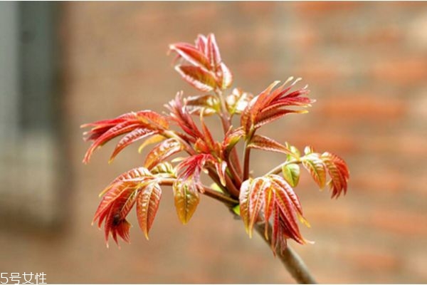 香椿是否要過(guò)水 吃香椿的好處及吃法