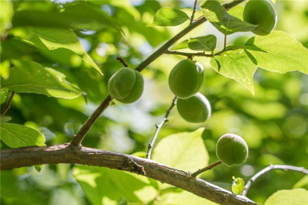 青梅可以解酒嗎 有效保護肝臟 青梅可以解酒嗎 有效保護肝臟