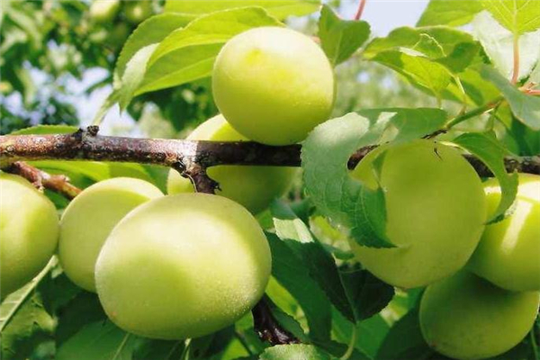 青梅可以解酒嗎 有效保護肝臟 青梅可以解酒嗎 有效保護肝臟