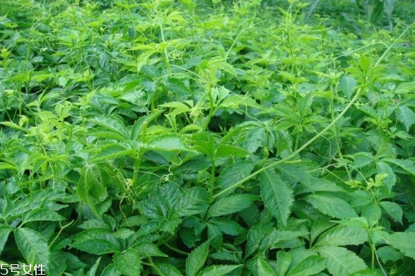 什么人不能喝絞股藍(lán) 絞股藍(lán)泡茶注意事項