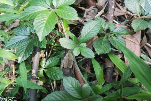 絞股藍(lán)泡水喝傷胃嗎 看什么情況 絞股藍(lán)泡水喝傷胃嗎 看什么情況