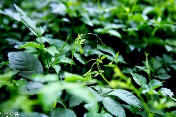 絞股藍(lán)茶可以天天喝嗎 長期喝的好處與危害