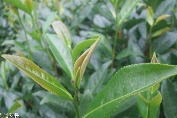 梅占茶的價(jià)格多少錢 梅占茶價(jià)格 梅占茶的價(jià)格多少錢 梅占茶價(jià)格
