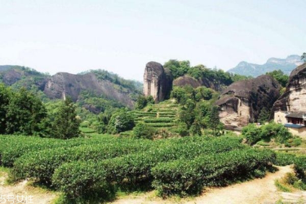 正山小種屬于巖茶么 如何鑒別正山小種的優(yōu)劣 正山小種屬于巖茶么 如何鑒別正山小種的優(yōu)劣