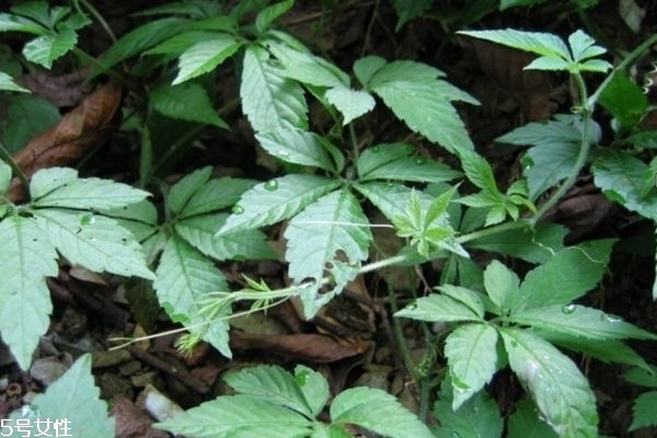 絞股藍(lán)茶多少錢一斤 絞股藍(lán)泡水喝的副作用 絞股藍(lán)茶多少錢一斤 絞股藍(lán)泡水喝的副作用