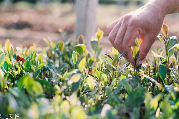 嶗山綠茶好喝嗎 嶗山綠茶苦嗎 嶗山綠茶好喝嗎 嶗山綠茶苦嗎