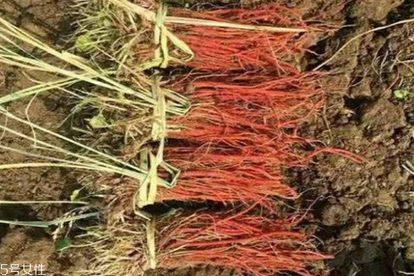 丹參是什么 丹參的價(jià)格多少錢 丹參是什么 丹參的價(jià)格多少錢