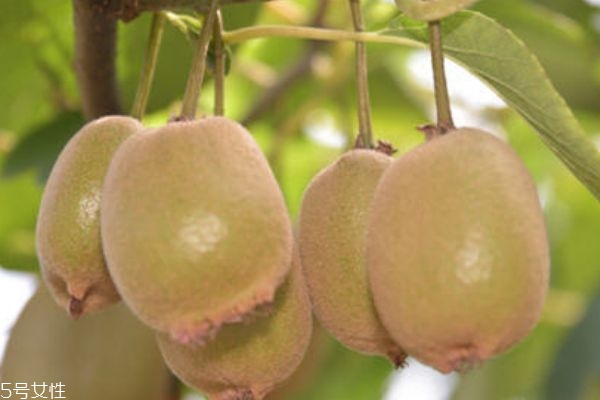 獼猴桃硬的好還是軟的好 硬的比較好 獼猴桃硬的好還是軟的好 硬的比較好