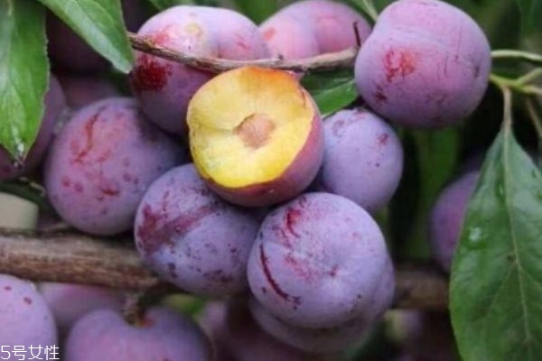 西梅是軟的好還是硬的好 西梅怎么挑選 西梅是軟的好還是硬的好 西梅怎么挑選