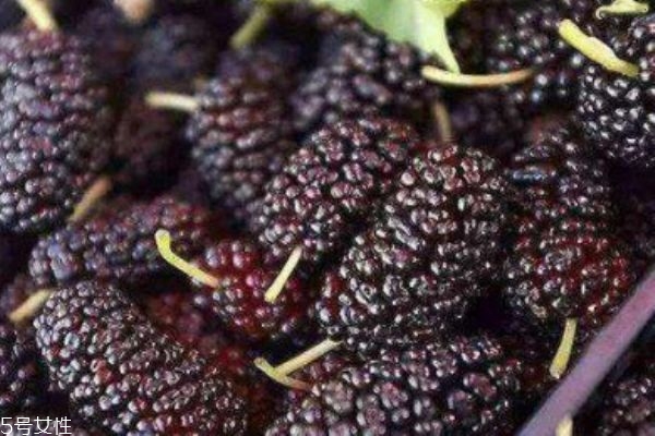 桑葚上有蟲子怎么清洗 為什么有的桑葚里會(huì)有蟲子 桑葚上有蟲子怎么清洗 為什么有的桑葚里會(huì)有蟲子