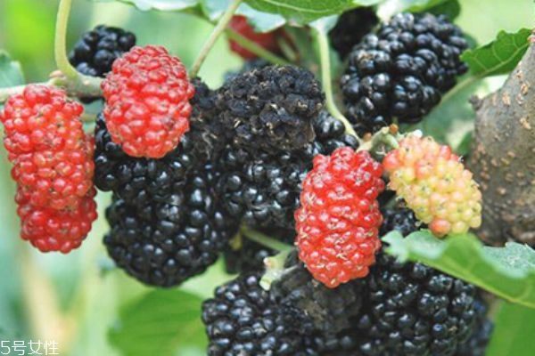 桑葚上有毛毛正常嗎 桑椹每日吃多少 桑葚上有毛毛正常嗎 桑椹每日吃多少