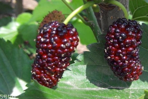 桑葚可以放幾天 建議放入冰箱冷藏 桑葚可以放幾天 建議放入冰箱冷藏