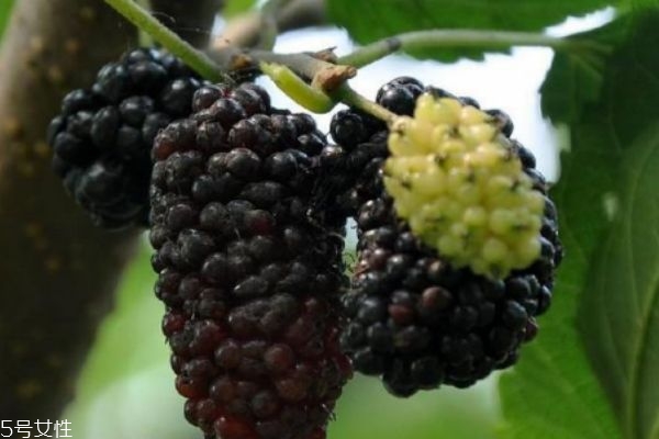 桑葚變白是什么原因 有兩種原因 桑葚變白是什么原因 有兩種原因