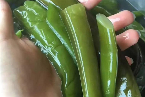 海白菜和裙帶菜的區(qū)別 相似度很高 海白菜和裙帶菜的區(qū)別 相似度很高