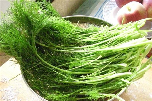 茴香一天吃多少合適 不建議過多食用 茴香一天吃多少合適 不建議過多食用