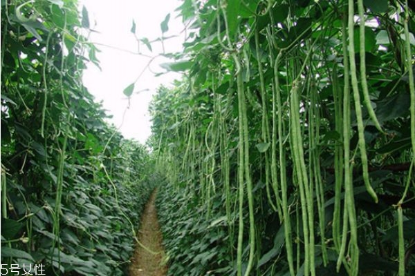 豇豆不能和什么一起吃 豇豆的食用禁忌 豇豆不能和什么一起吃 豇豆的食用禁忌