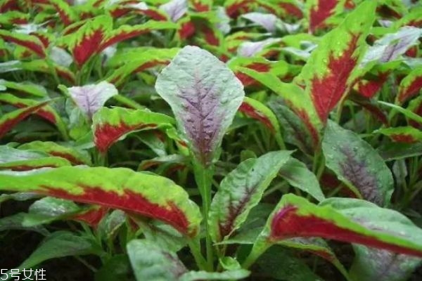 女人補氣補血吃什么 補氣補血的食物 女人補氣補血吃什么 補氣補血的食物